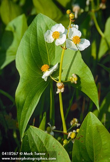 Sagittaria latifolia Sagittaria Latifolia, Arrowhead Plant, Apple Farm, Smart Garden, Farm Design, Food Garden, Water Plants, Types Of Flowers, Pacific Northwest