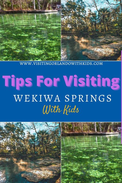 The Wekiwa Springs State Park in Apopka is Orange County’s longest-running attraction and has proven to be a haven for locals and visitors long before Disney came into the picture. A cool respite from the Floridian heat, the blue-green Springs are one of the best ways for kids to have fun within nature and one of the many things to do for kids in the Orlando area. Wekiwa Springs State Park, Orlando Springs, Blue Springs State Park, Kelly Park, Florida Parks, Visit Orlando, Florida State Parks, Orlando Parks, Florida Springs