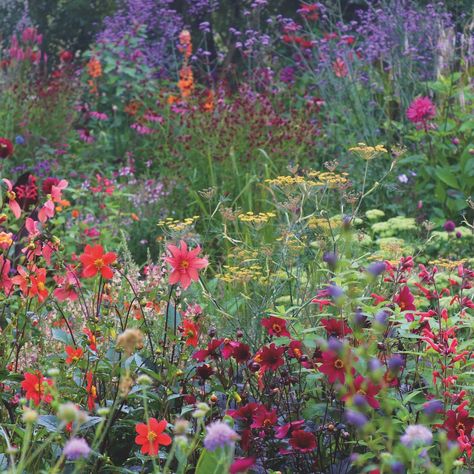 Sophie Conran's rural idyll of a garden in Wiltshire | House & Garden Shallow Pot Plants, Arsenic Green, Purple Salvia, Flowers House, Irish Garden, Piet Oudolf, Large Greenhouse, Prairie Garden, Meadow Garden