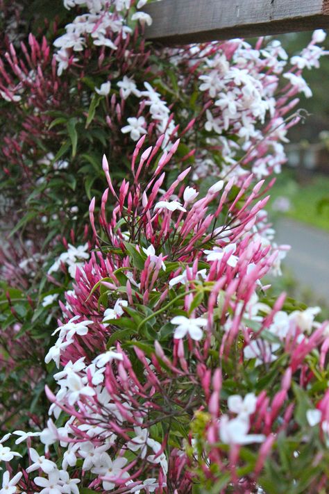 Pink Jasmine (Jasminum polyanthum) is one of the many plants in our garden yanked from Lowe's dumpster. Jasmin Garden, Jasminum Polyanthum, Flores Rose, Plants Trellis, Vines Plants, Pictures Of Jasmine, Small Trellis, Trellis Garden, Pink Jasmine