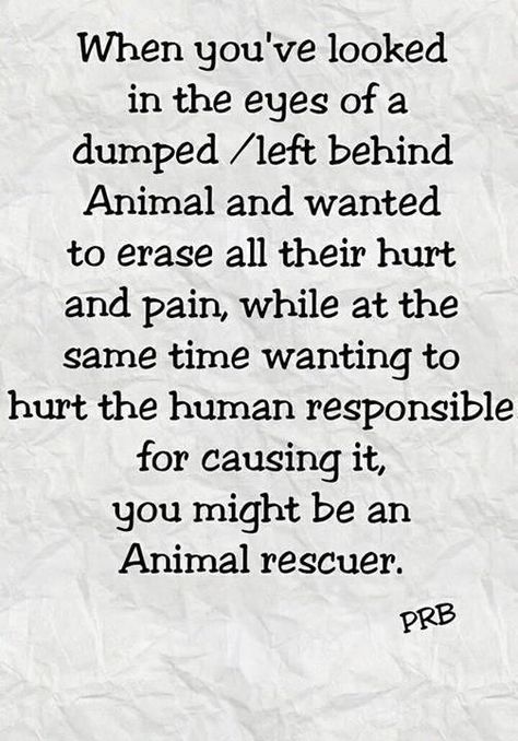 When you've looked in the eyes of a dumped/left behind animal and wanted to erase all their hurt and pain, while at the same time wanting to hurt the human responsible for causing it, you might be an animal rescuer. Shelter Quotes, Animal Rescue Quotes, Rescue Quotes, Dogs Quotes, Dogs Rescue, Stop Animal Cruelty, Animal Advocacy, Quotes God, Rescue Dogs