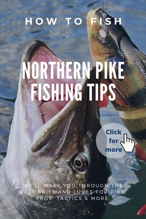 Our northern pike fishing tips will make you PRO! We'll walk you through the best baits and lures for pike, pros' tactics & more. With this tips your attack rate of success will be 90 to 98%. So, Check them! Click, click, click on picture! #fishing #pikefishing #northernpike #fishingtips Pikes Peak Roast, Pike Fishing Tips, Pike Fishing Lures, Walleye Fishing Tips, Best Fishing Lures, Fishing Pond, Musky Fishing, Northern Pike, How To Fish