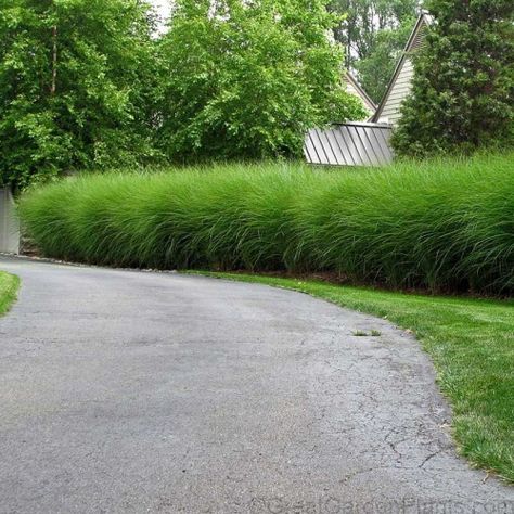 Miscanthus Gracillimus, Miscanthus Sinensis Gracillimus, Ornamental Grass, Backyard Privacy, Grasses Landscaping, Garden Gate, Perennial Garden, Ornamental Grasses, Autumn Garden