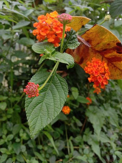 where is this flower kerala Kerala Flowers, Parts Of A Flower, Kerala, Plants, Flowers