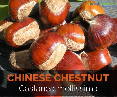 Chinese Chestnut, Chestnut Recipes, Sugar Level, Thyroid Function, Nuts And Seeds, Wild Edibles, Edible Food, Wild Food, Nutritional Value