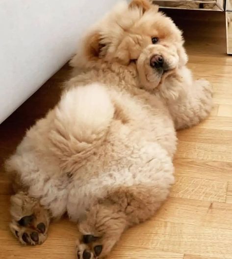 14 Top Photos Of Cheerful Chow Chows | Page 2 of 3 | PetPress Chow Chow Dog Puppy, Perros Chow Chow, Chow Dog, Fluffy Dog, Chow Chow Dogs, Fluffy Puppies, Cute Little Puppies, Fluffy Dogs