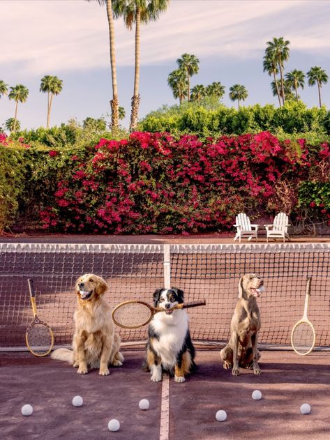 Pet Brand, Game Set Match, Parker Palm Springs, Gray Malin, Tennis Match, Fine Art Photography Print, Photography Prints Art, Dog Photography, Australian Shepherd