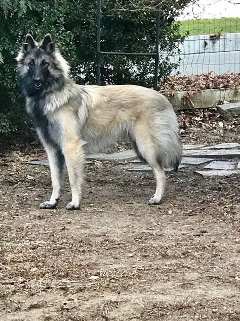 Harlow, Belgian Tervuren, Sable Belgian Tervuren #harlowhandypaws Belgian Tervuren, Every Dog Breed, Belgian Shepherd, List Of Animals, Amazing Dogs, Majestic Animals, Armor Concept, Design Inspo, German Shepherd