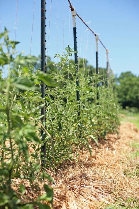 How to Build a Trellis and 3 Examples (Tomato, Grapevine, and Cucumber) Plant Tomatoes, Tomato Harvest, Tomato Planter, Building A Trellis, Tomato Trellis, Growing Tomatoes In Containers, Vertical Vegetable Garden, Gardening Vegetables, Diy Trellis