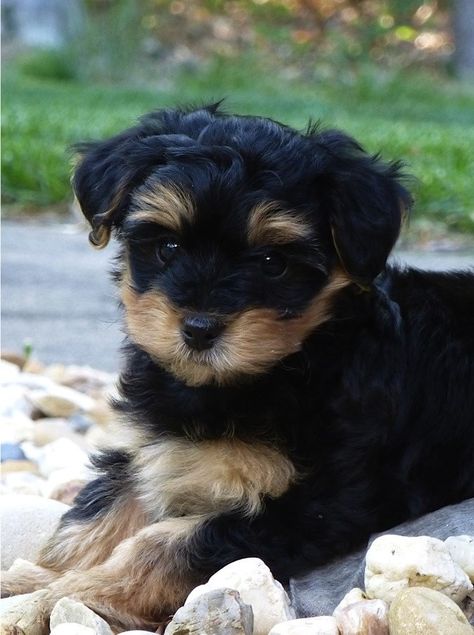 Yorkie Poo Information | information on yorkie poos i strive to provide all the information you ... Yorkie Poo Puppies, Poodle Mix Breeds, Yorkie Poodle, Cele Mai Drăguțe Animale, Cassandra Cain, Yorkie Poo, Labrador Retriever Puppies, Yorkshire Terrier Puppies, Rottweiler Puppies