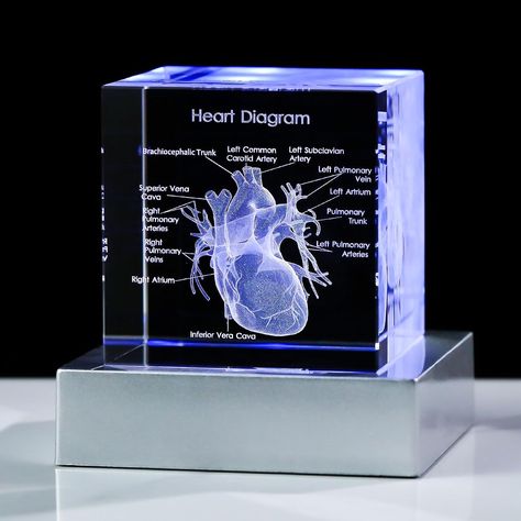 Perfect Gift for Those Interested in the Human Heart - The exquisite box is ready for giving, It can be used as a paperweight or as an interesting science gift for your lover, a human heart model for kids, 2023 Psychology majors Graduation Gifts for her him, doctor gifts, psychology gifts, etc Heart Diagram, Psychology Gifts, Heart Model, Ball Lamp, Science Lover, Engraved Crystal, Holiday Hotel, Ball Lamps, Science Gifts