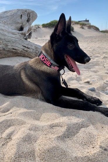 Black Belgian Malinois, Dutch Shepherd Dog, Belgian Malinois Puppies, Belgium Malinois, Police Canine, Malinois Puppies, Belgian Malinois Dog, Malinois Dog, German Shep