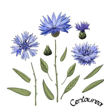 Vector Garden, Blue Corn, Watercolour Flowers, Blue Cornflower, Flower Meanings, Floral Illustration, Flowers Blue, Pottery Classes, Flower Tea