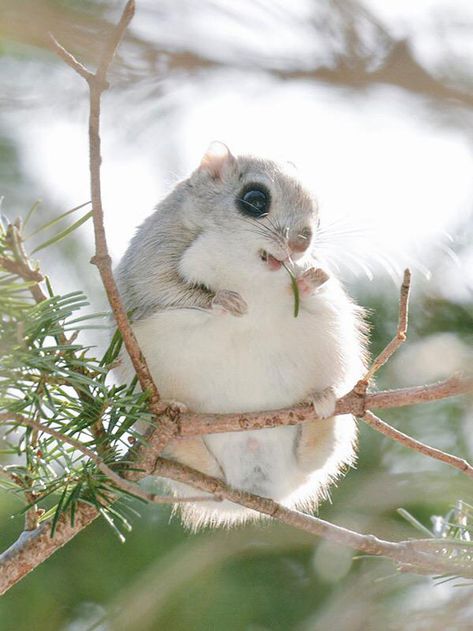 Japanese Flying Squirrel, Cutest Animals On Earth, Flying Squirrel, Belek, Cute Squirrel, Amazing Animals, Cute Creatures, Animals Of The World, 귀여운 동물