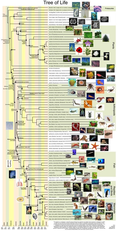 Neal Olander's diagram of the Tree of Life - click for pdf file Human Evolution Tree, Tree Of Life Evolution, Phylogenetic Tree, Biology Resources, Picture Tree, Ap Biology, The Tree Of Life, Life Pictures, Earth Science