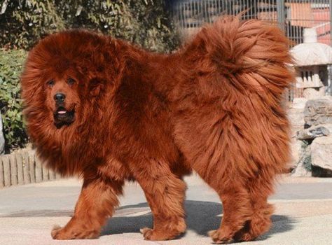 Clifford Red Tibetan Mastiff, World's Most Expensive Dog, Tibetan Mastiff Dog, Pet Anime, Most Expensive Dog, Giant Dog Breeds, Expensive Dogs, Unique Dog Breeds, Rare Dog Breeds