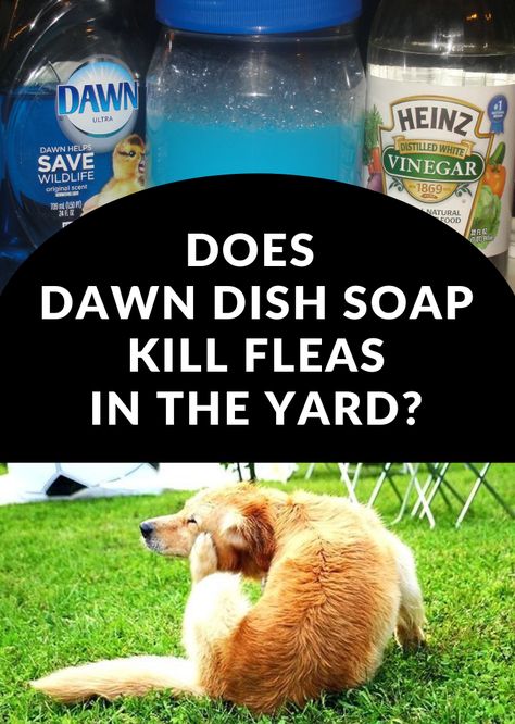 Does Dawn Dish Soap Kill Fleas In The Yard? - Gardaholic.net Kill Ticks In Yard, Kill Fleas In Yard, Diy Flea Killer, Fleas In Yard, Homemade Flea Spray, Dog Flea Remedies, Killing Fleas, Flea Remedies, Flea Repellent