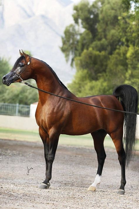 #arabian #stallion #horse #caballo #caballos #arabianhorse #cavalos Photography Nature Animals, Arabians Horses, Arabic Horse, Drawing Horses, Animals Horse, Stallion Horse, Arabian Stallions, Beautiful Arabian Horses, Horse Dressage