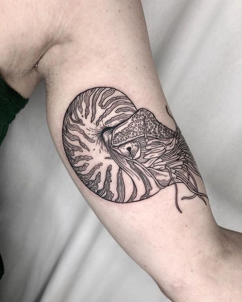 Chambered nautilus from last night! . . . . . #chamberednautilus #nautilustattoo #woodcuttattoo #engravingtattoo #etchingtattoo… Chambered Nautilus Tattoo, Nautilus Shell Tattoo, Nautilus Tattoo, Etching Tattoo, Chambered Nautilus, Woodcut Tattoo, Engraving Tattoo, Shoulder Piece, Nautilus Shell