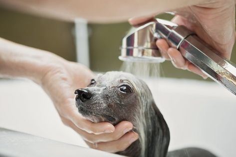 Does your dog have itchy, irritated, red skin? If your dog has hot spots, hives, or other skin issues, he may benefit from an oatmeal bath. Oatmeal baths for dogs are powerful ways to relieve skin issues, making your dog more comfortable and even helping to reduce his urge to scratch himself. Oatmeal Bath For Dogs, Itchy Dog Skin, Dog Food Allergies, Itchy Dog, Oatmeal Bath, Poodle Grooming, Dog Itching, Itch Relief, Dog Skin