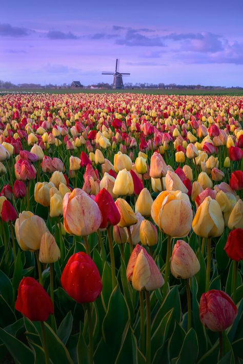 The Netherlands Tulips, Tulip Field Netherland, Tulip Season Netherlands, Tulip Field Amsterdam, Netherland Tulip Fields, Dutch Tulip Fields, Tulips In Netherlands, Tulip Fields Netherlands Aesthetic, Bella Season