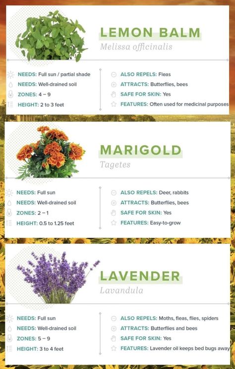 Marigold Garden, Marigolds In Garden, Flower Garden Plans, Outside Plants, Growing Lavender, Urban Farmer, Lavender Garden, Herbal Magic, Small Garden Design