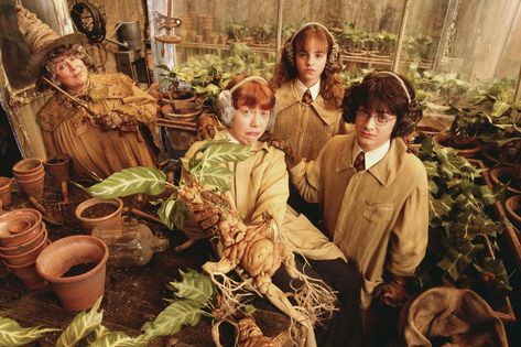 Mandrakes in Herbology | Studying Mandrakes in Herbology Cla… | Flickr Harry Potter Plants, Harry Potter Mandrake, Film Harry Potter, Cumpleaños Harry Potter, Theme Harry Potter, Potter Facts, Chamber Of Secrets, Harry Potter Facts, Harry Potter Aesthetic