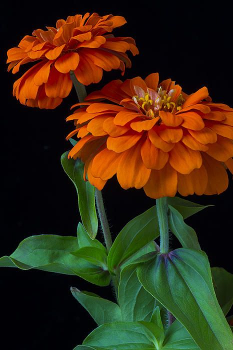 Orange Zinnia, Zinnia Flowers, Arte Floral, Exotic Flowers, Mellow Yellow, Flower Beauty, Beautiful Blooms, Flower Pictures, Orange Flowers