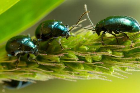 Vegetables that we grow in our gardens certainly have no shortage of insect pests. This article will discuss one in particular: the flea beetle, which can affect many different vegetables by chewing tiny holes in the leaves. Their larvae can also attack the plant's roots, which weaken the plant. Killing Fleas, Diatomaceous Earth Food Grade, Snap Beans, Flea Beetles, Bacterial Diseases, Garden Site, Row Covers, Plant Pests, Old Farmers Almanac