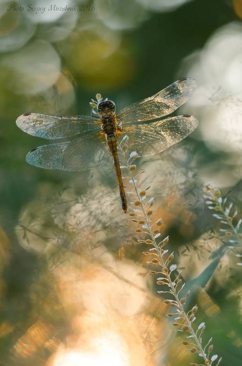 Dragonfly Images, Dragonfly Photos, Dragon Flys, Gossamer Wings, Dragonfly Dreams, Pond Life, Dragonfly Art, Beautiful Bugs, Bugs And Insects