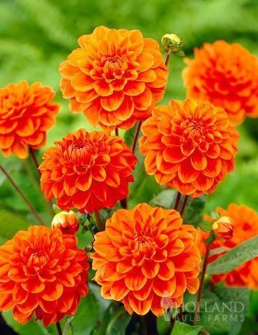 Dahlia Orange, Orange Flowering Plants, Orange And White Flowers, Planting Dahlias, Cranesbill Geranium, Growing Dahlias, Fall Bulbs, Plants Outdoor, Sun Flowers