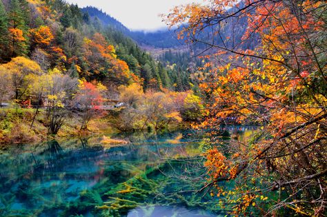 In September and October when the valley is decorated by colorful autumn leaves, #Jiuzhaigou Valley is known as the fairyland of colors. Beautiful Places In China, Jiuzhaigou Valley, China Tourism, 7 Natural Wonders, Huangshan, Zhangjiajie, World Most Beautiful Place, Lijiang, Beautiful Sites