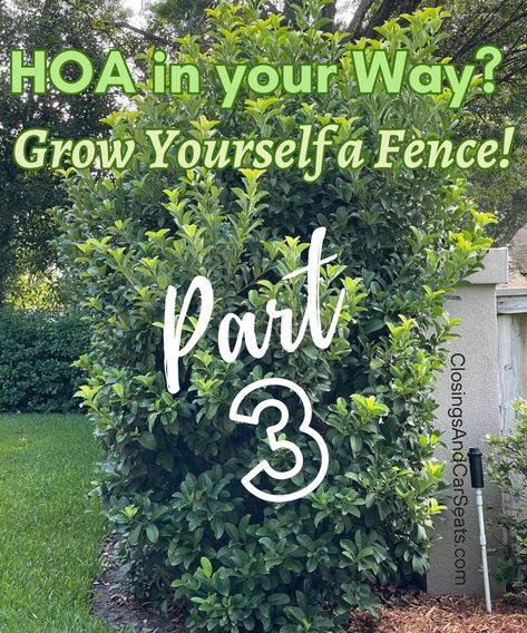 HOA in your Way? Grow Yourself a Fence! – Part 3 | Closings and Car Seats Hedges As Fences, Privacy Hedges Fast Growing, Front Yard Hedges, Sweet Viburnum, Privacy Shrubs, Privacy Landscaping Backyard, Privacy Hedges, Yard Privacy, Shrubs For Privacy