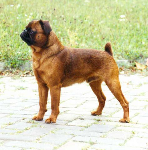 Brussels Griffon,Griffon Bruxellois,Smousje,Petit Brabancon,Griffon Belges,Griffon d’Ecurie Brussel Griffon Dogs, Brussels Griffon Puppies, Brussel Griffon, Affenpinscher Dog, Griffon Bruxellois, Petit Brabancon, Griffon Dog, Akc Breeds, Brussels Griffon