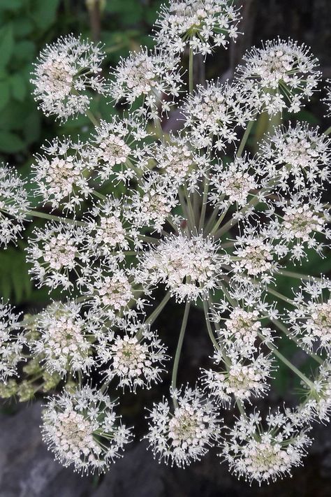 A mass of blooming Woodland Angelica flowers. #sinemat #stockimage #dreamstime #stockphotography #naturephotography #whiteflowers #woodlandangelica #angelicasylvestris Angelica Flower, Woodland Flowers, Love Boat, Mineral Spirits, Cassandra Clare, Nature Images, Design Challenges, Magical Girl, Flowers Bouquet