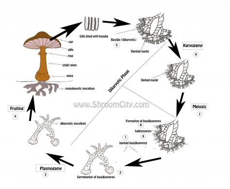 The Mushroom Life Cycle - Let's Grow Together! Mushroom Cultivation, Garden Mushrooms, The Mushroom, Grow Together, Animated Images, Life Cycle, Life Cycles, Botany, To Start