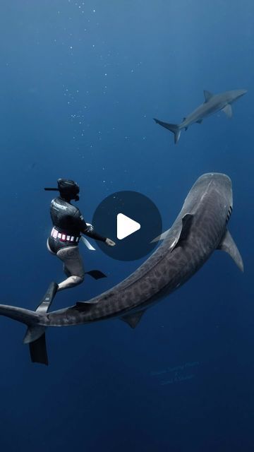 Snappy Sammy on Instagram: "Can’t forget to check in with the big boss when you drop by.  Video of me taken by @davidrstudios  Diver @snappysammyphotos  @hawaiiadventurediving   #tigershark #sharkdiving #bigshark #wildlife #wildlifephotography #wildlifeencounters #sharkphotography  #freedivingphotography #sharkweek2024" Big Shark, The Big Boss, Tiger Shark, Shark Diving, Free Diving, Big Boss, Wildlife Photography, Check In, Diver