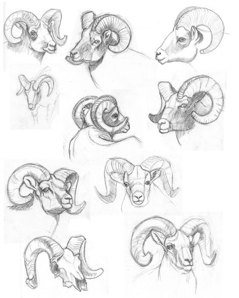 Ram horns Horn Tutorial Drawing, Ram Anatomy, Ram Horns Drawing Reference, Ram Horns Drawing, Ram Reference, Horns Drawing References, Ram Drawing, Animal Horns, Drawing Room Interior Design