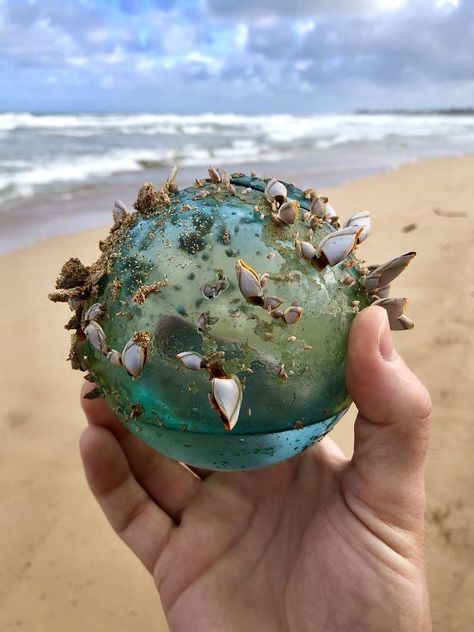 While Walking On The Beach In Hawaii My Wife And I Found This Glass Ball That Had Become The Home Of Small Marine Ecosystem Giant Squid, Marine Ecosystem, Diy Birds, Folly Beach, Sand And Water, Sand Castle, Beach Walk, Beach Glass, Glass Ball