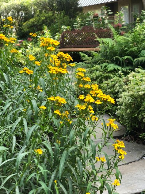 Mexican Mint Marigold – DALLAS GARDEN BUZZ Mexican Mint Marigold, Mexican Marigold, Dallas Garden, Sunflower Family, Marinated Vegetables, Fall Arrangements, Master Gardener, Favorite Flower, Hardy Perennials