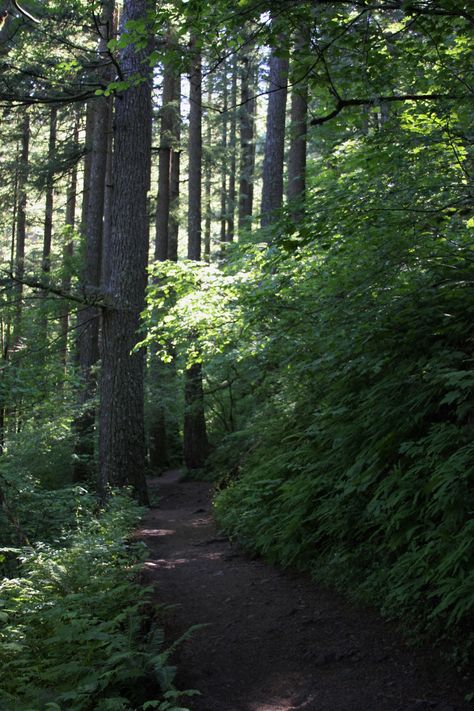 Redwood Wallpaper, Redwood Forest Aesthetic, Redwood Forest Wallpaper, Redwood Trees Wallpaper, Red Wood Forest, Beacon Rock State Park, Forest Falls, Loft Inspiration, Country Farm