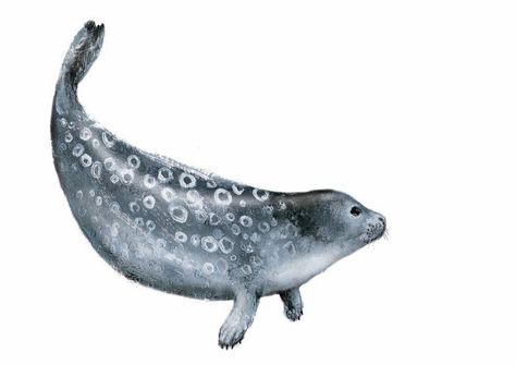 Ringed Seal Harbor Seal Drawing, Harbor Seal Tattoo, Seal Drawing, Seal Illustration, Ringed Seal, Seal Tattoo, Grey Seal, Harp Seal, Harbor Seal