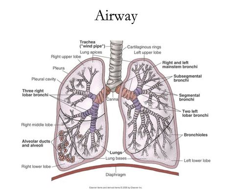 Respiratory System - Diagram Lungs Diagram, Respiratory Anatomy, Respiratory System Anatomy, Lung Lobes, Lung Anatomy, Biology Revision, Anatomy Images, Vet Medicine, Nurse Study Notes