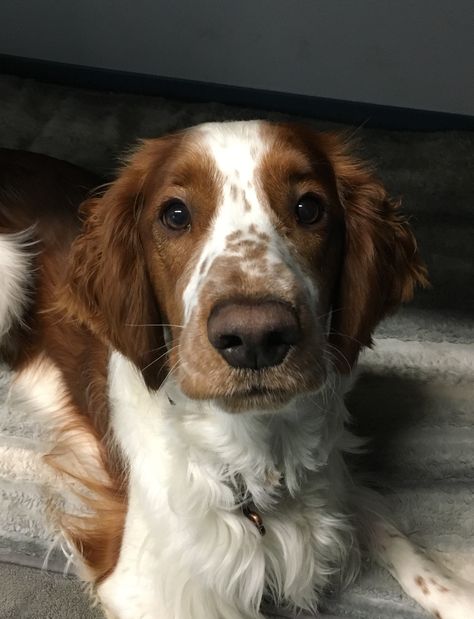 Welsh Springer Spaniel 1 year old Irish Springer Spaniel, Welsh Spaniel, Welsh Springer Spaniel Puppies, Welsh Springer Spaniel, Akc Breeds, Brittany Spaniel, Cute Animals Images, Spaniel Dog, Springer Spaniel