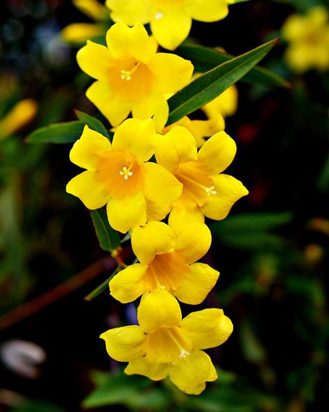 Carolina jasmine! Have this in my back yard! Love it! Yellow Flowers Names, Gelsemium Sempervirens, Carolina Jessamine, Carolina Jasmine, List Of Flowers, Invasive Plants, Jasmine Flower, Annual Flowers, Garden Photography