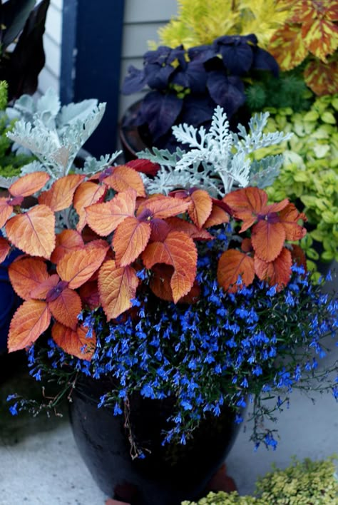 Summer Planter, Fall Containers, Container Garden Design, Container Planting, Garden Vines, Container Gardening Flowers, Container Ideas, Fine Gardening, Dusty Miller