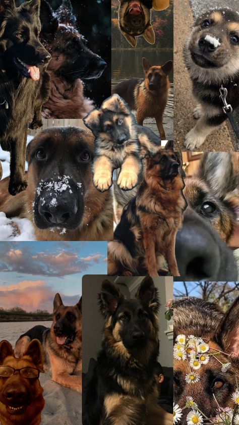 German Shepherd Wallpaper, Fbi Special Agent, Scary Dogs, Cute Animals Puppies, German Shepherd Puppies, My God, German Shepherd, Profile Picture, Cute Animals