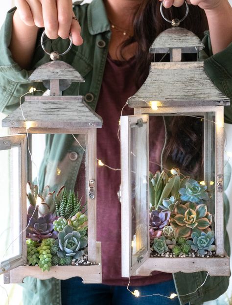 Lanterns With Fairy Lights, Succulent Lantern, Lantern Terrarium, Lantern With Fairy Lights, Lantern Diy, Succulent Garden Design, Fairy Lanterns, Lantern Ideas, Christmas Gift Basket Ideas