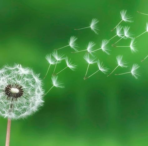 Get Rid Of Dandelions, Uppfostra Barn, Dandelion Benefits, Blowing Dandelion, Dandelion Wallpaper, White Dandelion, A Dandelion, Dandelion Wish, Dandelion Root