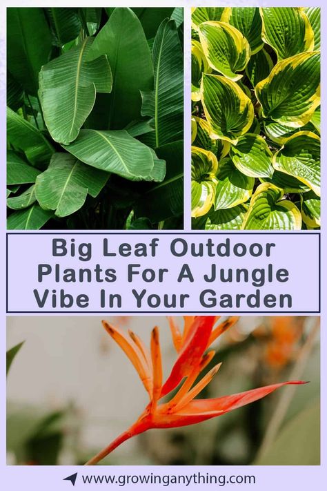 30 Big Leaf Outdoor Plants For A Jungle Vibe In Your Garden 2024 Big Leaf Plants Outdoor, Big Leaves Plant, Zone 6 Garden, Big Leaf Plants, Umbrella Plant, Papaya Tree, Fatsia Japonica, Plant Outdoor, Jungle Vibes